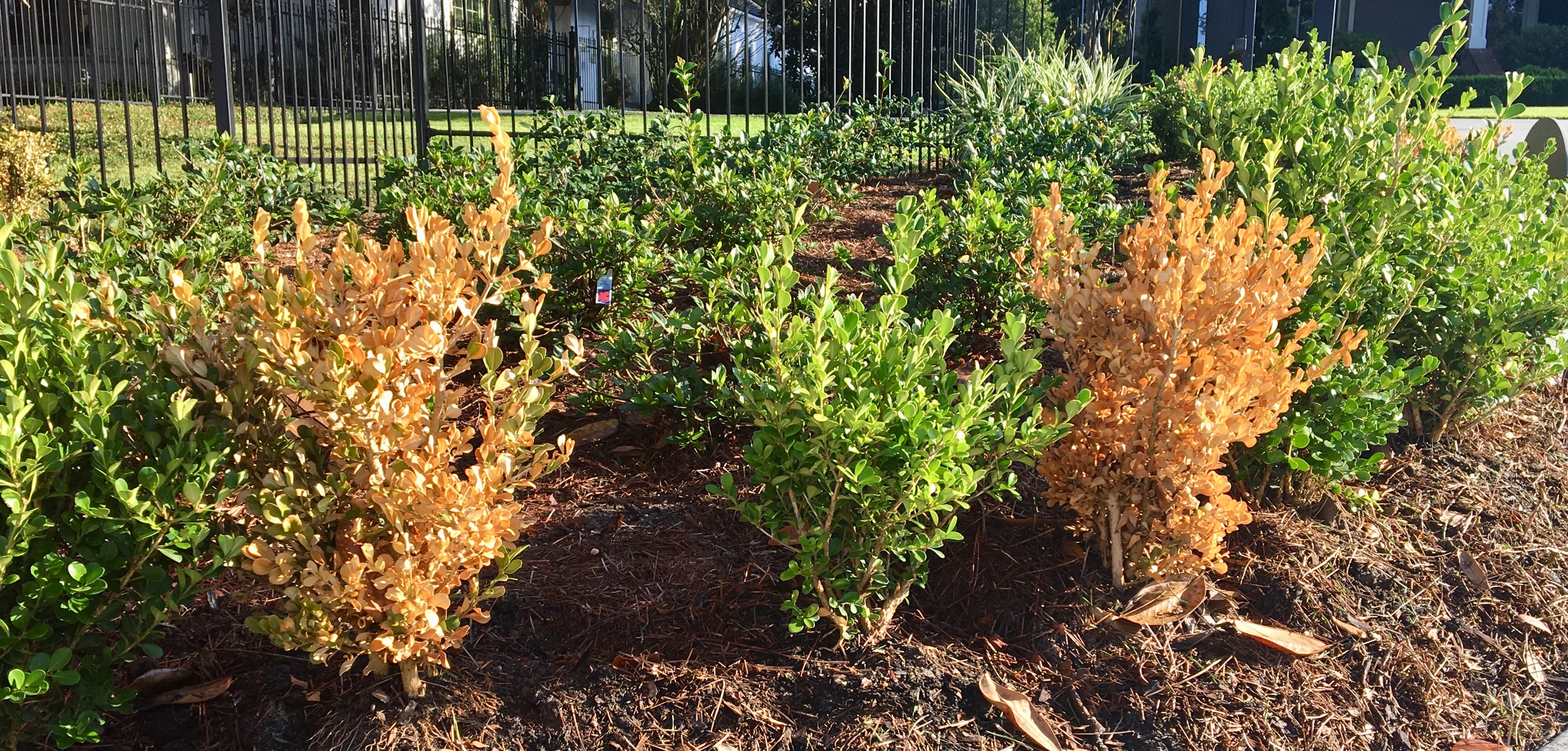 Littleleaf boxwood is susceptible to many things in early establishment including many fungal diseases that can lead to death-photo credit Heatther Kirk Ballard.jpg thumbnail